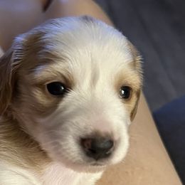 Dachshunds from Susan Ellerbe