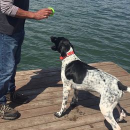 Bo - German Shorthaired Pointer