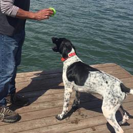 Bo - German Shorthaired Pointer