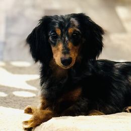 Dachshunds from AH Doxies