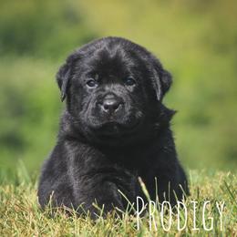Prosper - Black female Labrador Retriever puppy in Pella, Iowa from Prodigy Farms Therapy Dogs