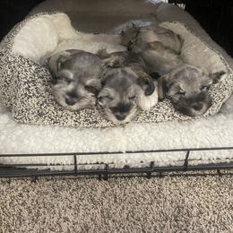 Miniature Schnauzer Puppies from Wahl 2 Wahl Schnauzers