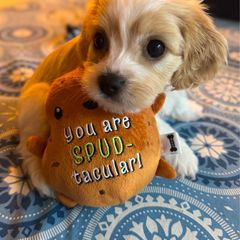 Mr. Magellan - Apricot and white male Cavachon puppy in Osprey, Florida from Mariah's Cavachons