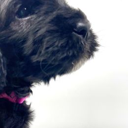 Goldendoodle Puppies from Only Loving Pups