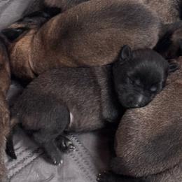 Bogey - Fawn male Belgian Malinois puppy in East Freedom, Pennsylvania from CR Belgian Malinois