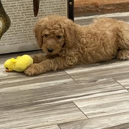Goldendoodle All Grown Up from Lake Erie Puppies
