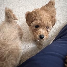 Poodle Puppies from ItalianToyPoodles