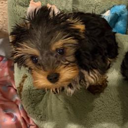 Ian - Black and gold male Yorkshire Terrier puppy in Rio Rancho, New Mexico from Yorkie Envy, LLC