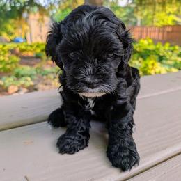 Stormy - Black and white female Cockapoo puppy in Dayton, Ohio from L&L Cockapoos