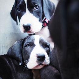 Great Dane Puppies from Danu Danes