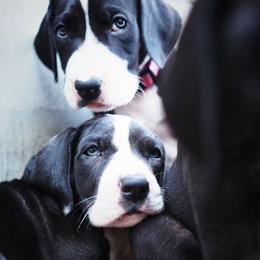 Great Dane Puppies from Danu Danes