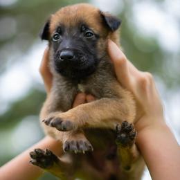 Boy 9 - Fawn male Belgian Malinois puppy in Lincoln, Nebraska from Nebraska K9