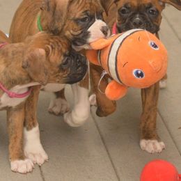 Boxers and French Bulldogs from Streamline Boxers & French Bulldogs
