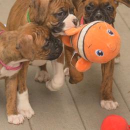 Boxers and French Bulldogs from Streamline Boxers & French Bulldogs