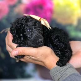 Popcorn - Black female Poodle puppy in Springfield, Oregon from Valaurah Farms