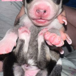 Siberian Husky Puppies from Husky Breeds