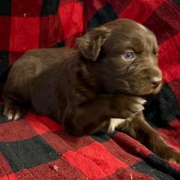 Wrangler - Red & white male Australian Shepherd puppy in Quaker City, Ohio from Wagon Wheel Aussies and Corgi’s