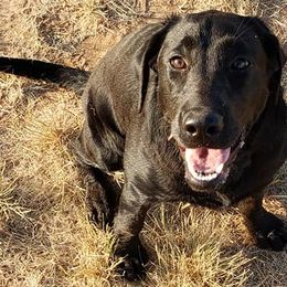 Labrador Retrievers from Desert Jewel Pointing Labradors