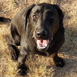 Labrador Retrievers from Desert Jewel Pointing Labradors