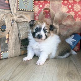 Sami - Orange parti female Pomeranian puppy in Phoenix, Arizona from Luxpomz