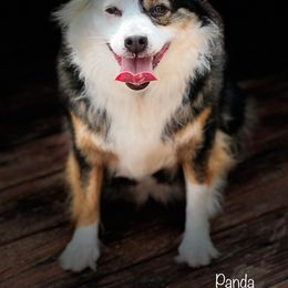 Miniature Australian Shepherd and Toy Australian Shepherd All Grown Up from Lowery’s Little Aussies