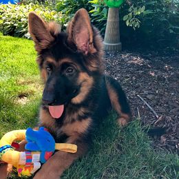 German Shepherd Puppies from Goldkuste German Shepherds