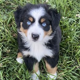 Miniature American Shepherd, Miniature Australian Shepherd, and Toy Australian Shepherd Puppies from Iron Spirit Homestead & Aussies