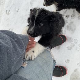 Australian Shepherd Puppies from Juno Homestead Aussies