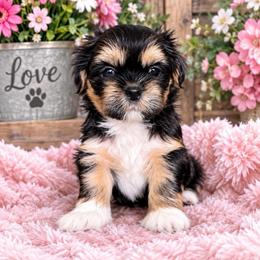 Peppa - female Companion Cross puppy in Kettering, Ohio from The Ruff Life Tribe
