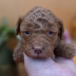 Poppy - Red  female Goldendoodle puppy in Decatur, Tennessee from Diamond's Doodles