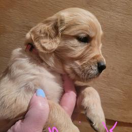Hot pink collar - Golden female Golden Retriever puppy in Brush Prairie, Washington from Paradise Peaks