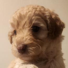 Aussiedoodle Puppies from My Classy Doodles