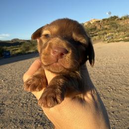 Kramer - Chocolate male Dachshund puppy in Gold Canyon, Arizona from Silverking Kennels