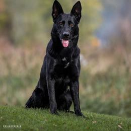 Bria - German Shepherd
