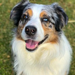 Tiberius - Australian Shepherd