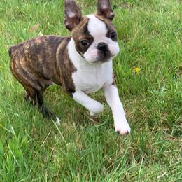 Boston Terrier Puppies from Big Sky Bostons