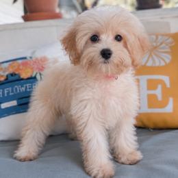 Lottie - Cream female Maltipoo puppy in Live Oak, Florida from Grams Poodle Babies