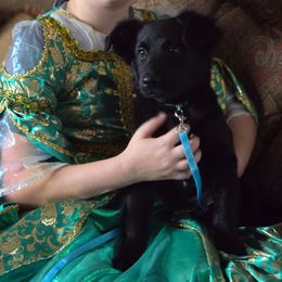 Trained Christmas Puppy -Cindy lou - Black & white female Australian Shepherd puppy in Wrightsville, Georgia from Wild Magnolia Farms Aussies