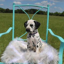 Dalmatian Puppies from Snow Dalmatians