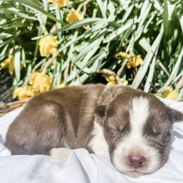 Siberian Husky Puppies from Wooly Woof Siberians