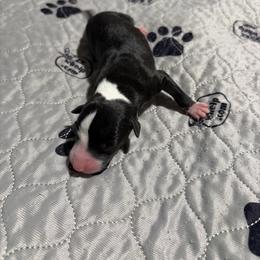 Cougar - Black female Whippet puppy in Fort Myers, Florida from Rainbow Whippets
