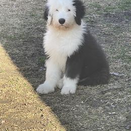 Sheepadoodle Puppies from Bns Sheepadoodles ( F1b reverse OES)