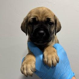 Male 2 - Fawn male Cane Corso puppy in Cashion, Oklahoma from APEXOK Cane Corsos LLC