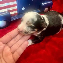Night - Blue merle male Toy Australian Shepherd puppy in Miami, Oklahoma from HighEnd Aussies
