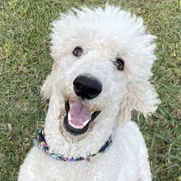 Josey  - Poodle