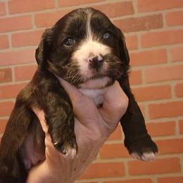 Black Pearl - Black and white female Cockapoo puppy in Los Molinos Ca, California from Sunshine Sanctuary Doodles