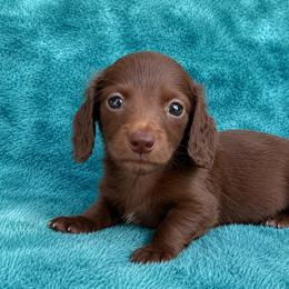 River - Chocolate male Dachshund puppy in Lincoln, Arkansas from Red Dirt Dachshunds