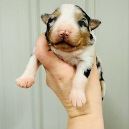 Relish (turquoise collar) - Blue merle male Australian Shepherd puppy in Ashland, Ohio from SS Australian Shepherds