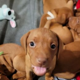 Grey Collar Boy - Golden rust male Vizsla puppy in Springfield, Ohio from Amy's Vizslas