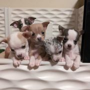 Sporty Mix puppies from Dauntless Chihuahuas
